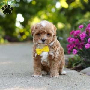 Brady, Cavapoo Puppy